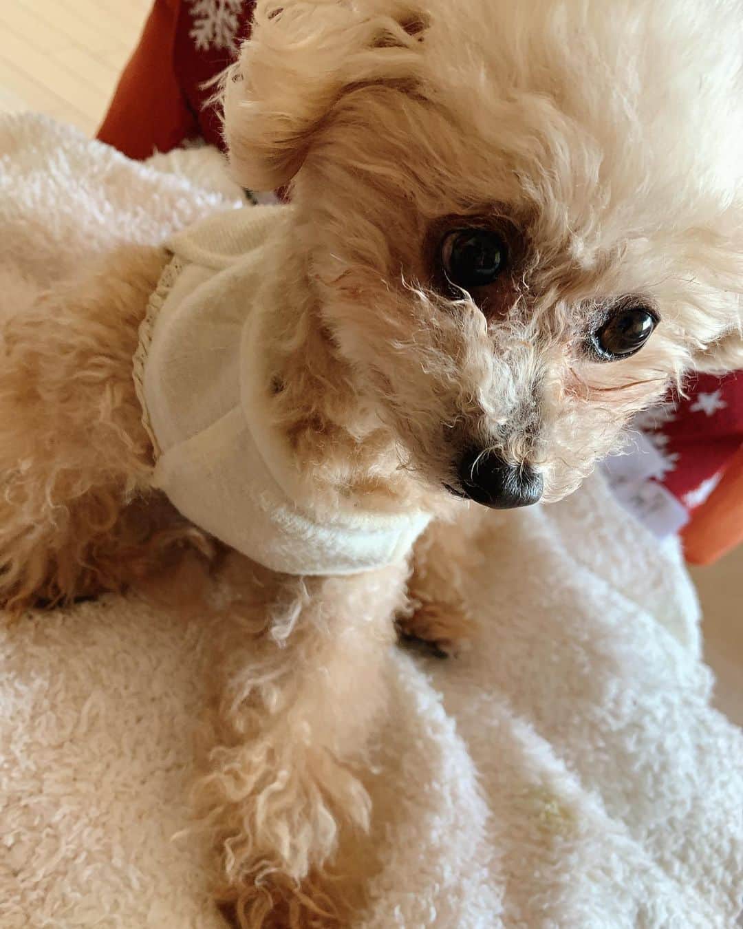 岡副麻希さんのインスタグラム写真 - (岡副麻希Instagram)「.﻿ きのう、手術をしたひめちゃん🤕🐾﻿ ﻿ ちいさい身体でよくがんばりました！！！﻿ ﻿ #ぼさぼさ﻿ #でもかわいい、、、 #鼻どあっぷすき #Tカッププードル﻿ ﻿ ﻿」12月18日 10時31分 - maki_okazoe_official