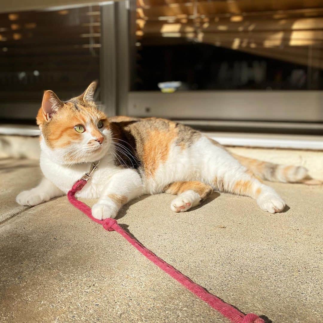 のインスタグラム：「おはよ。冬晴れ。 #ポチ実 #三毛猫」