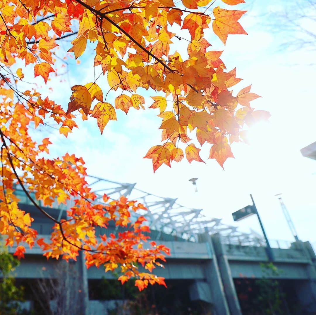 のインスタグラム：「🔵🔴 迎える2020J1ホーム最終戦。 最後まで味スタでともに。 @fctokyoofficial  #FC東京 #fctokyo #tokyo」