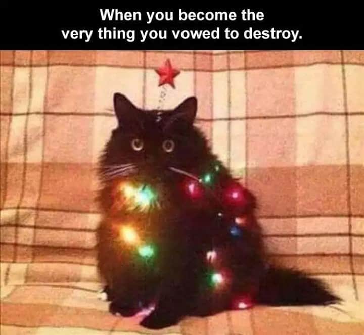 Aww Clubさんのインスタグラム写真 - (Aww ClubInstagram)「You were supposed to destroy them not to join them⠀ ⠀ #meowed #meowedmeme #christmas #christmastree #🎄 #blackcat」12月18日 2時00分 - meowed