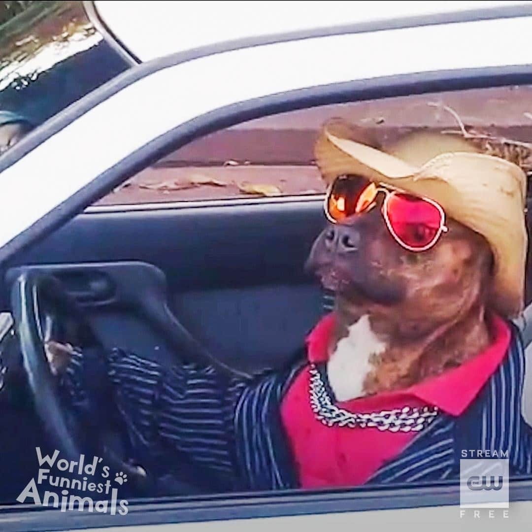The CWさんのインスタグラム写真 - (The CWInstagram)「Get in, loser. We're going to the dog park. A new #WorldsFunniestAnimals airs tonight at 9/8c! Stream tomorrow free only on The CW!」12月18日 2時01分 - thecw