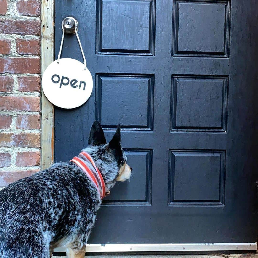Dogs by Ginaのインスタグラム：「We will remain OPEN during the current SIP. You have been so awesome and supportive and we’re happy to be here for you. Lets keep following the same curbside protocol and keep everyone safe! Thank you- NNDC」