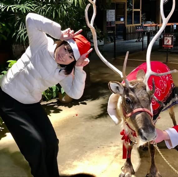 彩羽真矢さんのインスタグラム写真 - (彩羽真矢Instagram)「あわてんぼうのサンタクロース🧑‍🎄  eo光TV「ナジャ・グランディーバ」のチマタのハテナで神戸どうぶつ王国から中継リポートしました♪  本物のトナカイさんに会えた♡  #チマタのハテナ #eo光」12月18日 2時23分 - chami_444