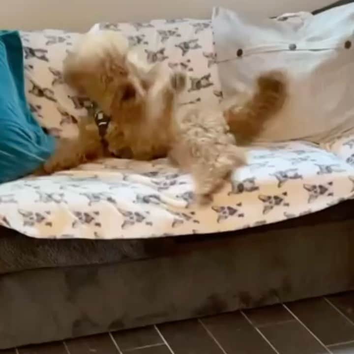 DogsOf Instagramのインスタグラム：「The feeling after you enter the @great_pet_care Adventure Together sweepstakes! Head to the link in our bio or greatpetcare.com to enter to win a $500 shopping spree to @muttropolis and more!  🎥: @joshthedoodle   @joshthedoodle is an amazing pup with a condition known as Cerebellar Hypoplasia. Thanks to his wonderful pawrents, he’s living his best, most fulfilled life. This video shows how excited he gets for treats. Follow his journey for daily inspiration! ♥️  #dogsofinstagram #greatpetcare #belikejosh #cerebellarhypoplasia #adventuretogether #muttropolis」