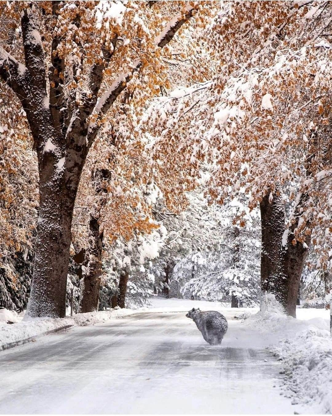 Discoveryさんのインスタグラム写真 - (DiscoveryInstagram)「At the right place at the right time! First snowfall of the season in Yosemite National Park with this rare sight of a black bear wandering in a winter wonderland! My eyes couldn’t believe it. This bear was completely covered in snow, I was lucky to have my zoom lens on my other camera and managed to snap some great photos of him walking in snow! 🐻❄️  Caption + Photo: Mark Bouldoukian (@markian.b)  #bear #snowfall #yosemitenationalpark #winterwonderland #snowday #naturelovers #coldweather」12月18日 3時38分 - discovery