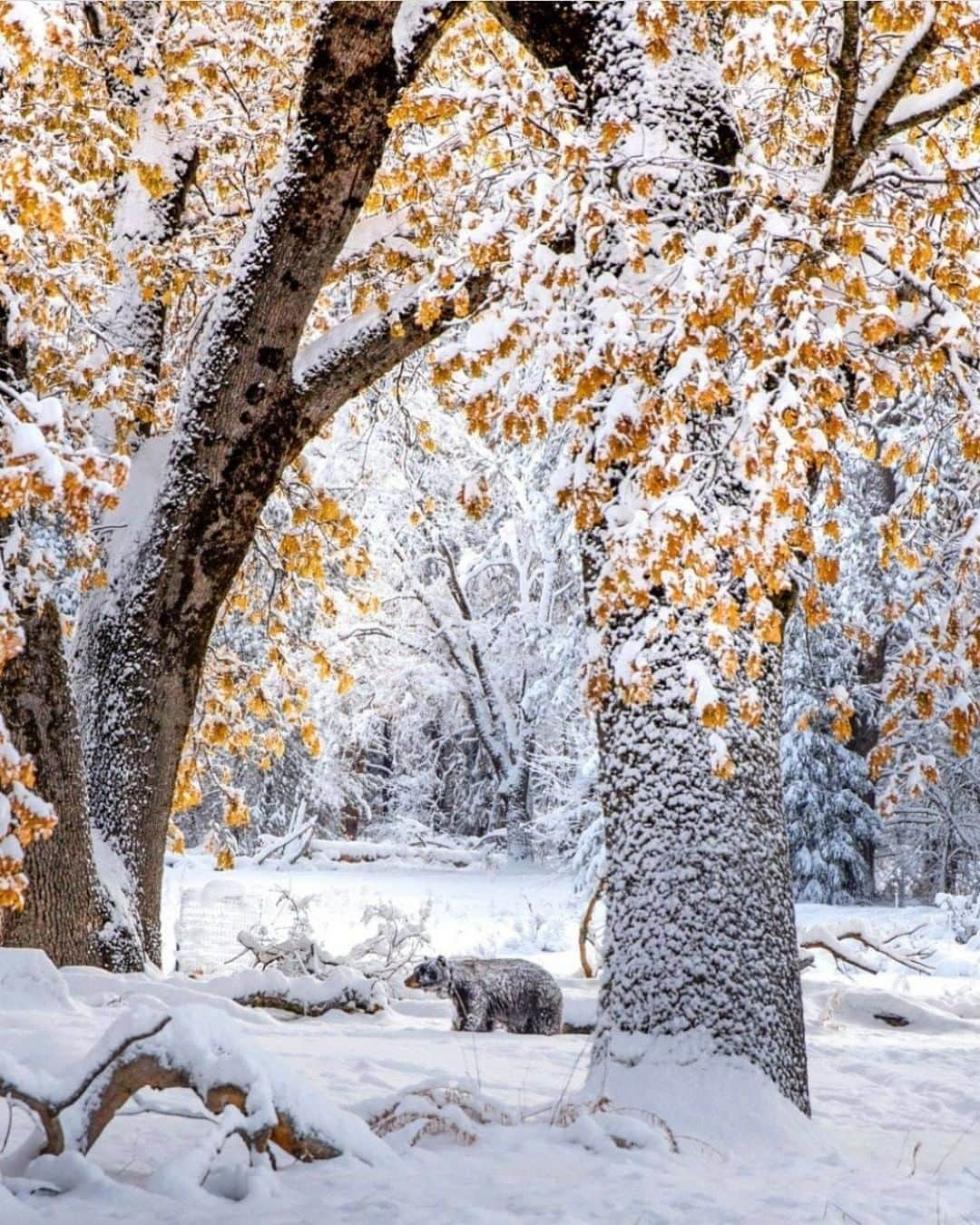 Discoveryさんのインスタグラム写真 - (DiscoveryInstagram)「At the right place at the right time! First snowfall of the season in Yosemite National Park with this rare sight of a black bear wandering in a winter wonderland! My eyes couldn’t believe it. This bear was completely covered in snow, I was lucky to have my zoom lens on my other camera and managed to snap some great photos of him walking in snow! 🐻❄️  Caption + Photo: Mark Bouldoukian (@markian.b)  #bear #snowfall #yosemitenationalpark #winterwonderland #snowday #naturelovers #coldweather」12月18日 3時38分 - discovery