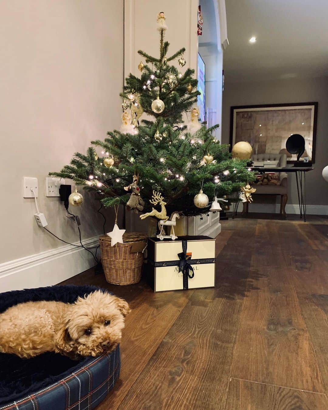 Mollie Kingさんのインスタグラム写真 - (Mollie KingInstagram)「Waiting for Christmas like....... 🎄 🐩 #toypoodlesofinstagram #countingdowntochristmas」12月18日 4時08分 - mollieking