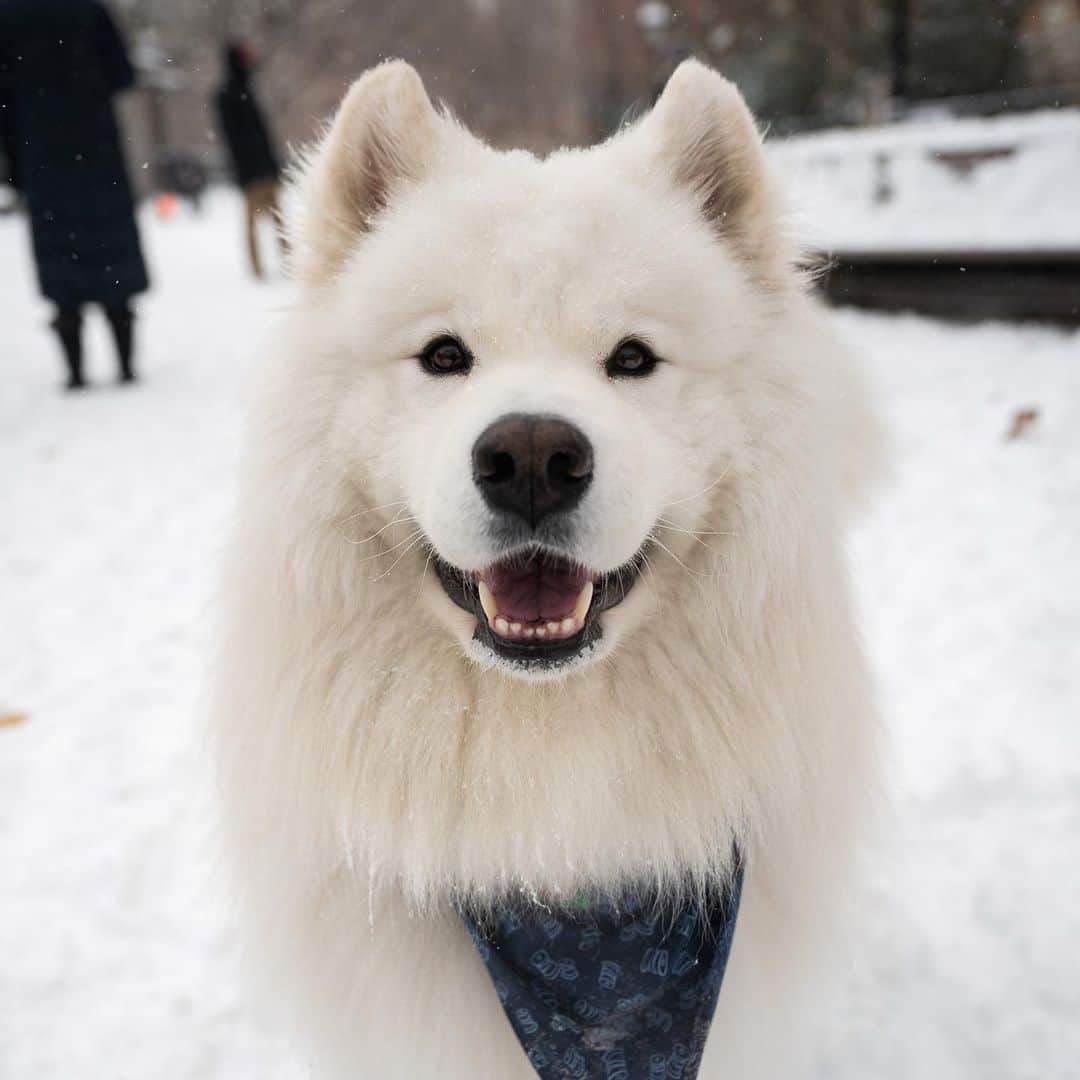The Dogistさんのインスタグラム写真 - (The DogistInstagram)「Jasper, Samoyed (5 y/o), Washington Square Park, New York, NY • “He’s very pampered. He thinks he’s the king of New York. He goes up to people’s tables and begs for food until he gets it.” @jaspertheodorebear」12月18日 4時48分 - thedogist