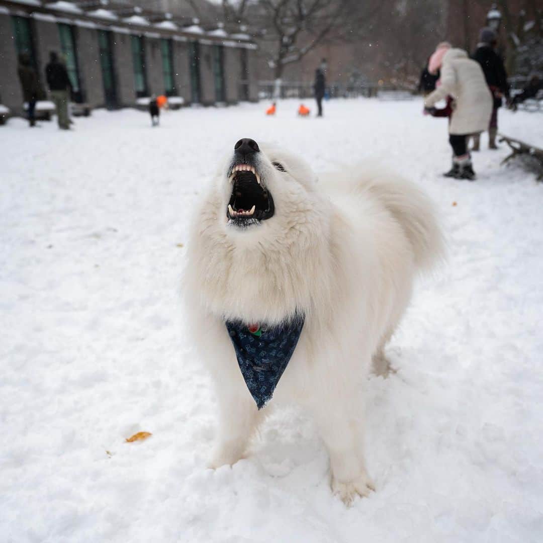 The Dogistさんのインスタグラム写真 - (The DogistInstagram)「Jasper, Samoyed (5 y/o), Washington Square Park, New York, NY • “He’s very pampered. He thinks he’s the king of New York. He goes up to people’s tables and begs for food until he gets it.” @jaspertheodorebear」12月18日 4時48分 - thedogist