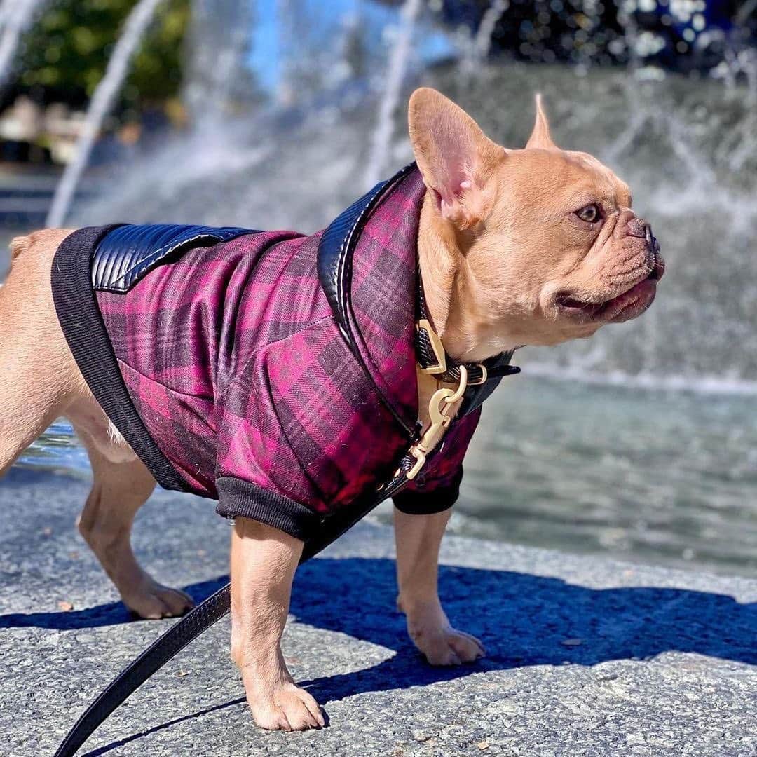 Regeneratti&Oliveira Kennelのインスタグラム：「Our buddy Jude in the Buffalo Plaid Hoodie!😍❤️ @thefrenchiefurbaby Even comes with our fun vegan leather accents!✨ . . SHOP  the products only at www.frenchie.com 🛍❤️ . . #frenchiepetsupply #frenchiesofinsta #pugsofinsta #frenchbulldog #frenchiesofinstagram #pug #frenchies #reversibleharness #frenchiehoodie #thedodo #frenchieharness #dogclothes #dogharness #frenchiegram #dogsbeingbasic #frenchieoftheday #instafrenchie #bulldogs #dogstagram #frenchievideo #cutepetclub #bestwoof #frenchies1 #ruffpost #bostonterrier #bostonsofig #animalonearth #doghoodie #dogs」