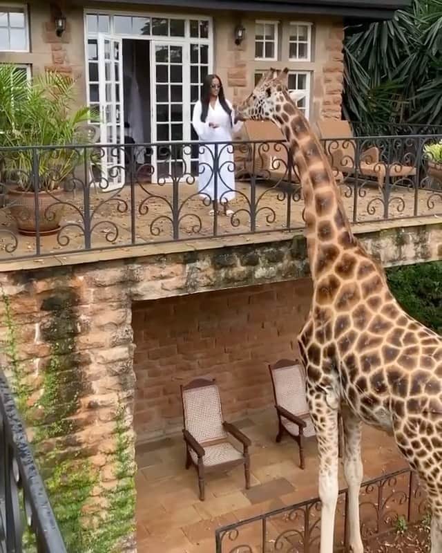 WildLifeのインスタグラム：「Bucket list occasion at Nairobi’s Giraffe Manor. Tag someone you’d visit this hotel with!🦒 Video by @iamofficialskye」