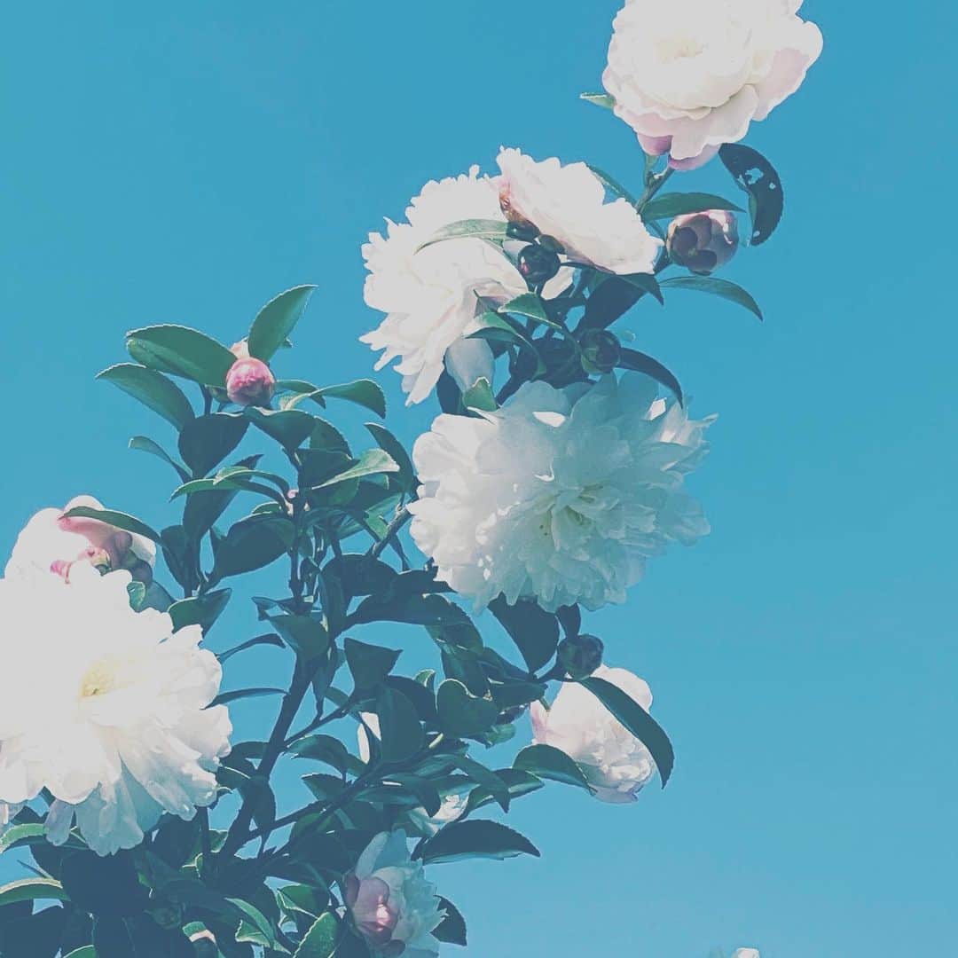 のインスタグラム：「#flowers #flowersoflife #white #sky #lookup #hope」