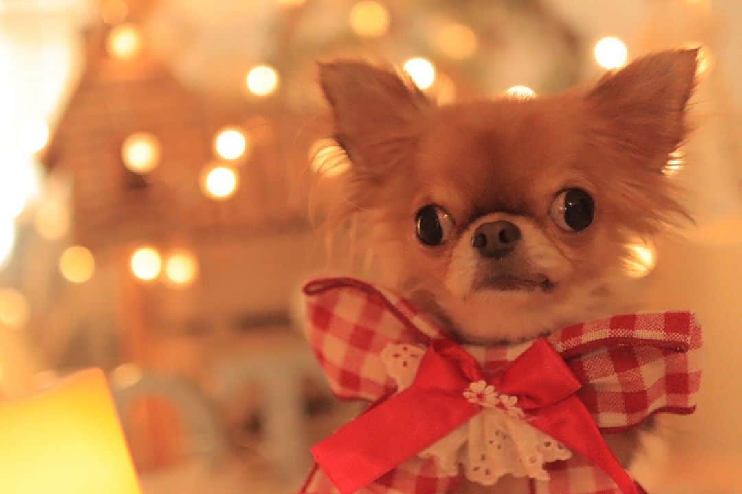 kayoのインスタグラム：「* * * 舌が出てないレアな くりお😛 * * photo by @dogsalon_motto  * * * kulio❤️ * * #chihuahua#chihuahualove#dogstgram#dog#instadog#チワワ#チワワ大好き#チワワのいる暮らし * * *」