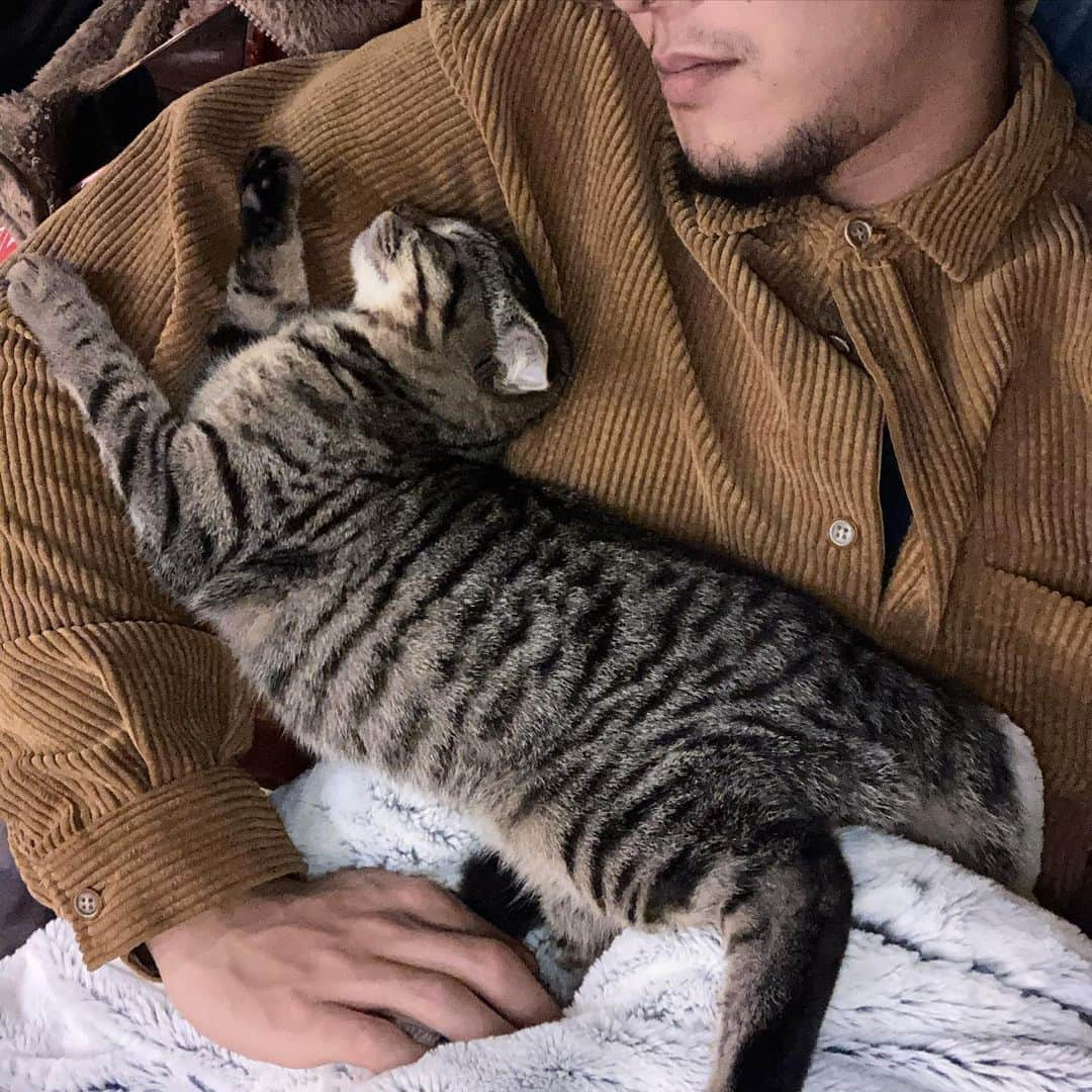 半田悠人さんのインスタグラム写真 - (半田悠人Instagram)「My cat has grown up.😼」12月18日 8時26分 - yutohanda