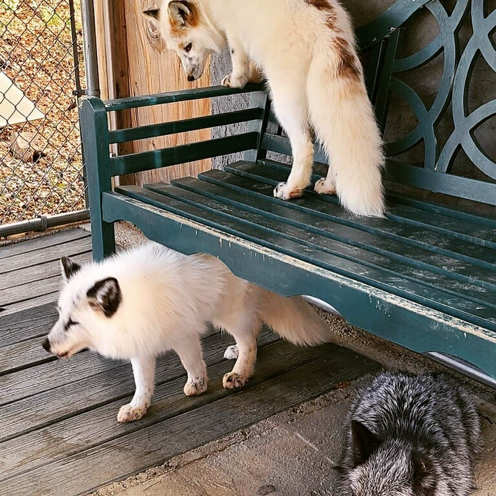 Rylaiさんのインスタグラム写真 - (RylaiInstagram)「Panda and her Pals- with the princess Panda leading the skull of 9!!  . Who can name all 9 of the new Russian babies?  . Thank you to Melissa for the photos (her camera is better than mine!) . . Just saying- gift an encounter is the perfect holiday present!! Next available is Feb, 21!!  . Mini photoshoot session with @anabeldflux Jan 24th!! Slots will sell out fast! Also an amazing holiday present!  . These all can be booked on the website!!  . . #panda #pals #ppp #lovefoxes #sandiego #bestgiftever #animallovers #animals #animal #conservation #nonprofit #fundraising #animalsofinstagram #animalencounters #sandiego #socal #compassion #animalwelfare #furfree」12月18日 9時00分 - jabcecc