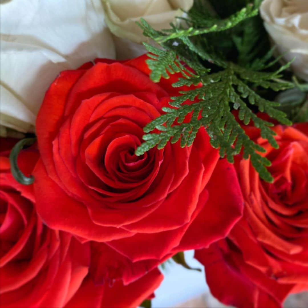 アマンダ・リゲッティさんのインスタグラム写真 - (アマンダ・リゲッティInstagram)「Christmas Roses 🌹」12月18日 9時01分 - amanda.righetti
