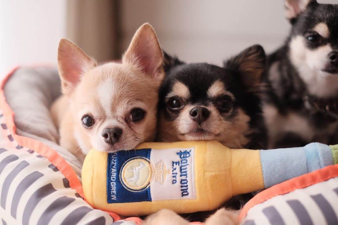 maika_kikitoyjijiさんのインスタグラム写真 - (maika_kikitoyjijiInstagram)「. Toy&Jiji&Kiki . のんびりまった〜り♡ . キキトイジジが使ってる お洒落なベッドとオモチャは、 オーストラリアの ペットグッズブランド 『Fuzz Yard』さんの商品です🙋🏻‍♀️💕 . ZOZOTOWN内にある、 セレクトショップ 『HOTEL VIVA la HOLIDAY』さんで 取り扱ってますのでご紹介♡ . ベッドはリバーシブルベッドで 丸洗い可能です☺️☺️☺️ サイズは3匹でごろごろ してほしかったのでMサイズ!! カラーはアルカトラズ💕 . オモチャはパウロナという品名で トイトイは、 飲んだくれのようです🍻🙋🏻‍♀️ . 本日(12/18)はZOZOTOWNの クーポン配布日みたいなので 良かったら覗いてみてね☺️❤️ . お店のアカウント 👇 @hotel_viva_la_holiday . . #fuzzyard #犬スタグラム #犬との生活 #犬と暮らす #犬すたぐらむ #犬写真 #犬かわいい #犬グッズ #チワワ好きな人と繋がりたい #チワワ親バカ部 #チワワのいる暮らし #チワワ多頭飼い #チワワ部 #チワワなしでは生きていけません会 #チワワのいる生活 #チワワスムース #チワワン #チワワlove #ZOZOTOWN #犬グッズ #わんこグッズ」12月18日 9時14分 - maika_kikitoyjiji