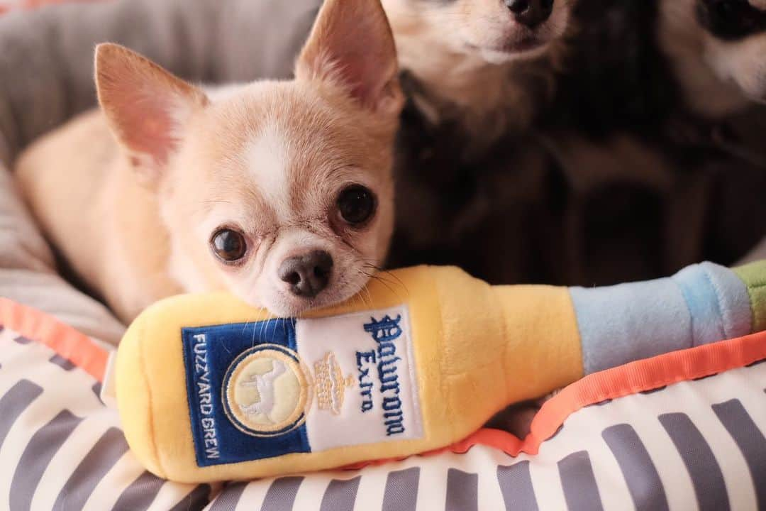 maika_kikitoyjijiさんのインスタグラム写真 - (maika_kikitoyjijiInstagram)「. Toy&Jiji&Kiki . のんびりまった〜り♡ . キキトイジジが使ってる お洒落なベッドとオモチャは、 オーストラリアの ペットグッズブランド 『Fuzz Yard』さんの商品です🙋🏻‍♀️💕 . ZOZOTOWN内にある、 セレクトショップ 『HOTEL VIVA la HOLIDAY』さんで 取り扱ってますのでご紹介♡ . ベッドはリバーシブルベッドで 丸洗い可能です☺️☺️☺️ サイズは3匹でごろごろ してほしかったのでMサイズ!! カラーはアルカトラズ💕 . オモチャはパウロナという品名で トイトイは、 飲んだくれのようです🍻🙋🏻‍♀️ . 本日(12/18)はZOZOTOWNの クーポン配布日みたいなので 良かったら覗いてみてね☺️❤️ . お店のアカウント 👇 @hotel_viva_la_holiday . . #fuzzyard #犬スタグラム #犬との生活 #犬と暮らす #犬すたぐらむ #犬写真 #犬かわいい #犬グッズ #チワワ好きな人と繋がりたい #チワワ親バカ部 #チワワのいる暮らし #チワワ多頭飼い #チワワ部 #チワワなしでは生きていけません会 #チワワのいる生活 #チワワスムース #チワワン #チワワlove #ZOZOTOWN #犬グッズ #わんこグッズ」12月18日 9時14分 - maika_kikitoyjiji