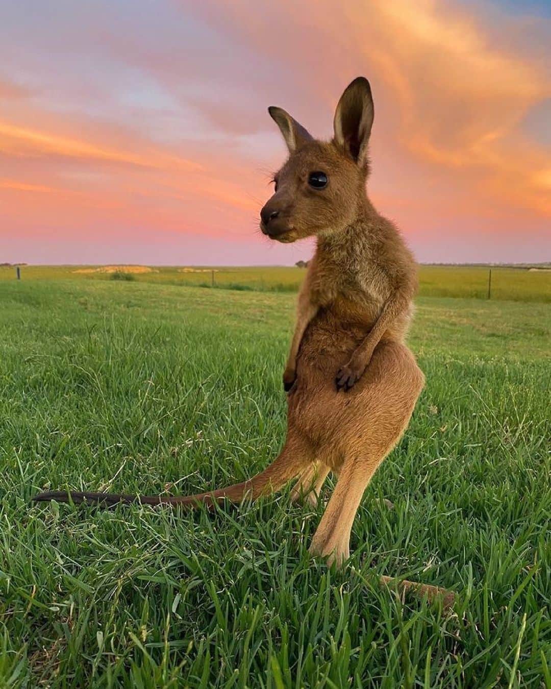 Australiaさんのインスタグラム写真 - (AustraliaInstagram)「Is that the weekend I see!? 👀 Happy Friday from #BremerBay in @australias_southwest where @bremer_bay_wa snapped this sweet little #kangaroo. This coastal town in @westernaustralia is famous for being one of only three places in Australia where southern right whales come to calve in large numbers, so between June and October you can watch them at #PointAnn on the west side of the #FitzgeraldRiverNationalPark. The park is well worth a visit outside of the whale watching season for the native wildlife, beautiful beaches (we recommend a dip at #BarrensBeach), and hiking trails. #seeaustralia #holidayherethisyear #thisisWA #AustraliasSouthWest」12月18日 19時00分 - australia
