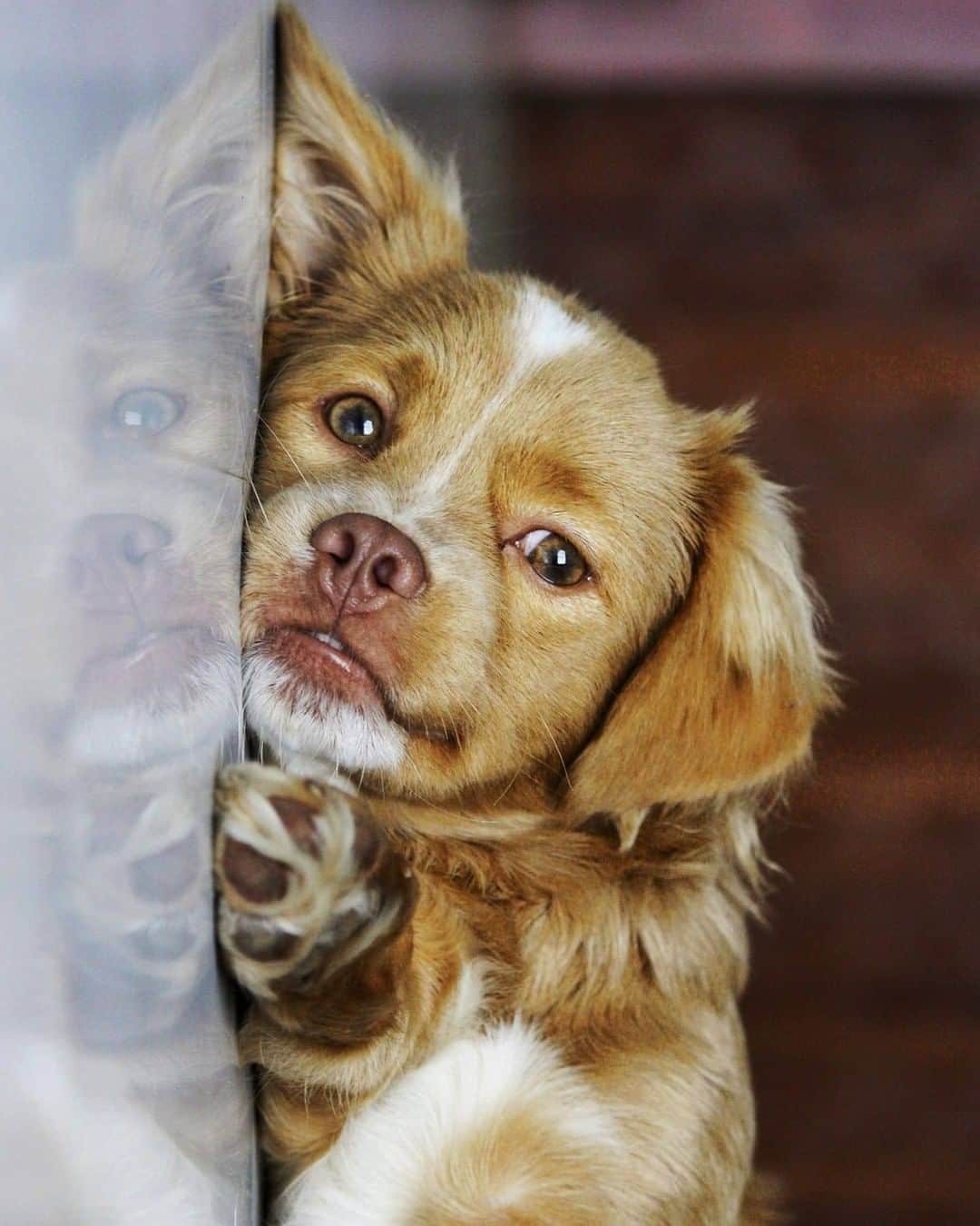 のインスタグラム：「Can I pwease get a boop and sum belly rubs? - Want to get featured like him? Join “The Barked Club” on FACEBOOK and post something now! 👉 barked.com - 📷 @lifewithlhasa - #TheBarkedClub #barked #dog #doggo #puppy #pupper #lhasaApso」