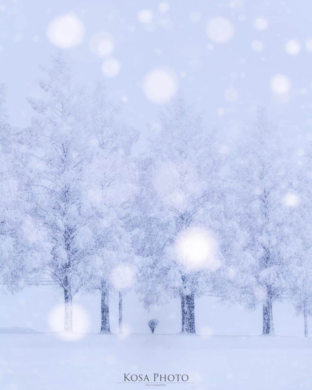 コサさんのインスタグラム写真 - (コサInstagram)「しんしんと降る雪❄️ テンション上がってるので寒さより楽しかった😆 . Location:滋賀 Shiga / Japan🇯🇵 Date:2020年12月 . #メタセコイア並木 #マキノ #滋賀 #しがトコ #raytrekフォトコンテスト2020 #レイトレッククリエイター #Japan_Daytime_View #IGersJP #LBJ_Legend #YourShotPhotographer #art_of_japan_ #tokyocameraclub #dpj_member #team_jp_ #IG_PHOS #photo_jpn #ptk_japan #pt_life_ #bestjapanpics #Lovers_Nippon #Impressive_gallery #light_nikon #sorakataphoto  #広がり同盟メンバー #colors_of_day #special_spot_legend #s_shot #japan_of_insta #bestphoto_japan #Rox_Captures」12月18日 19時09分 - kosa_photo