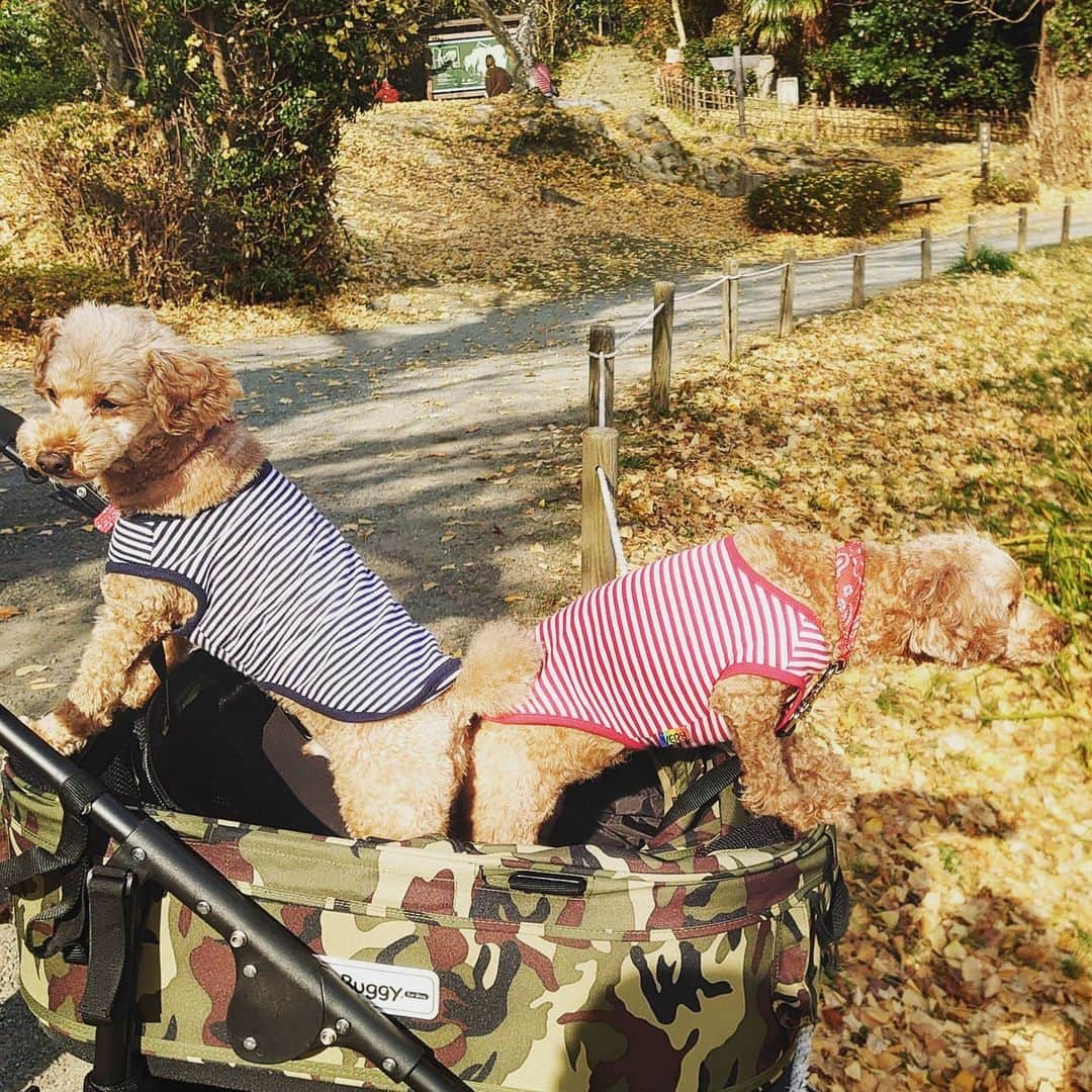 門倉貴史さんのインスタグラム写真 - (門倉貴史Instagram)「冬の散歩道🐕 サブいや💦  門倉ハチマル&ナナコ🐾  #トイプードル #トイプードルレッド #トイプードルアプリコット #イチョウ」12月18日 19時17分 - takashikadokura