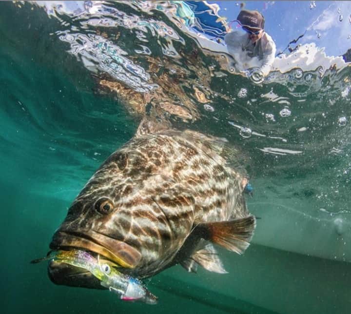 Costa Sunglassesのインスタグラム：「Clean sweep. 📷: @sport_fish_gallery #SeeWhatsOutThere #BornOnTheWater」