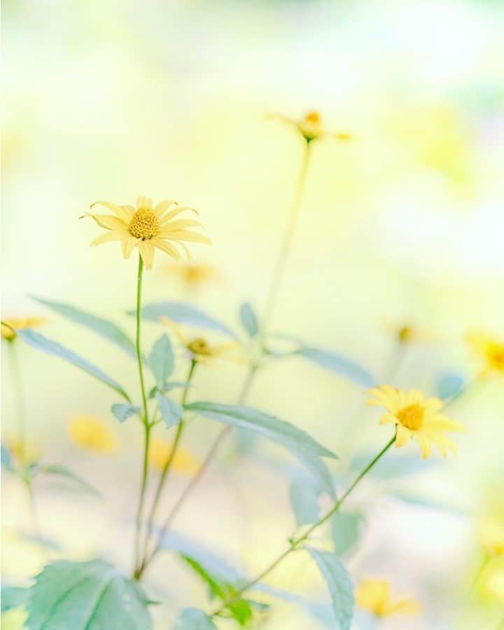 花の写真館のインスタグラム：「Photo by @ululun.⠀ https://instagram.com/ululun/⠀ .⠀ Original Post[投稿いただいたURL]⠀ https://www.instagram.com/p/CE1O1VfAwzB/⠀ .⠀ 本アカウントは、 #私の花の写真 をつけてInstagramに投稿された皆さまの花の写真や、「花の写真館」Facebookページで投稿された花の写真を紹介します。⠀ 「花の写真館」Facebookページは、「 @floral.photograph 」のプロフィールにあるURLからご覧ください。⠀ .⠀ ※各自、政府、自治体など公的機関の指示に従った行動をお願いします。⠀⠀ 東京カメラ部および分室では、写真を「見る楽しみ」を提供することを通して、微力ながら皆様にわずかな時間でも癒しをお届けしたいと思っております。⠀ ※本アカウントは東京カメラ部がFacebook、Instagramのサービスを利用して運営しているもので、Facebook社・Instagramとは一切関係ありません。⠀ .⠀ #花の写真館 #floralphotograph #floralphoto #flower #flowers⠀ Follow: @floral.photograph」