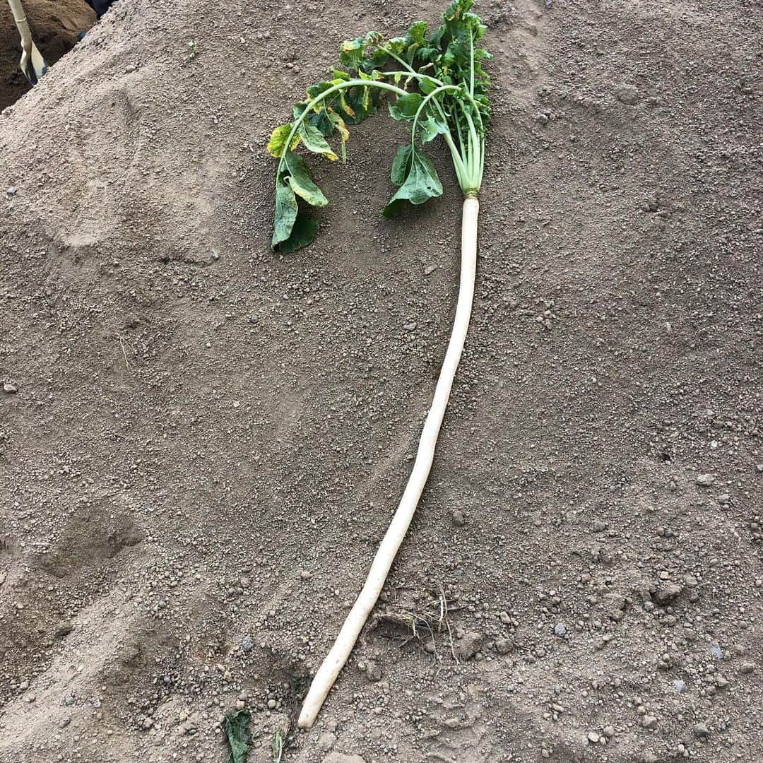 土肥ポン太さんのインスタグラム写真 - (土肥ポン太Instagram)「大阪の守口市で「守口大根」の取材。すご〜く細くて長いよ〜 #守口大根#土肥ポン太#守口市#大根」12月18日 19時47分 - dohi_ponta