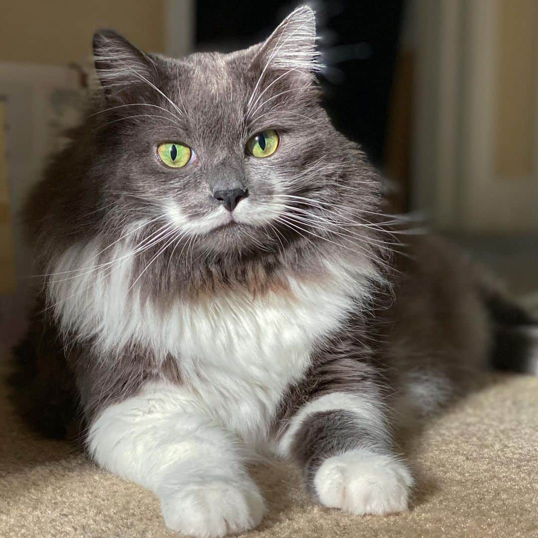 ハミルトンザ・ヒップスターキャットさんのインスタグラム (ハミルトンザ・ヒップスターキャットhamilton_the_hipster_cat)