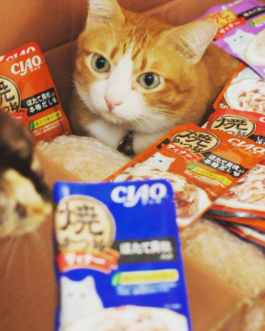 tamatamagoさんのインスタグラム写真 - (tamatamagoInstagram)「Lazada(タイの楽天みたいなやつ)の 12月12日セール(月と日の数字が合う日にセールしがち)で、コアちゃん用の子猫のウェットとか、気になった新商品とか注文したのが届きました😊  ハニたん、夢のようだね😆😆 こればかりは、流石のハナ様も手出しできずに遠慮がち😆😆 　 😼what a wonderful place ❣️ 　 2020/12/18 　  　 #猫　#ねこ　#茶トラ　#茶トラ男子部 #保護猫　#ペコねこ部 #gingercat #gingercatsrule #gingercatsofinstagram #orangetabby #cats_of_instagram #catstagram #meowbox」12月18日 11時47分 - tamatamago