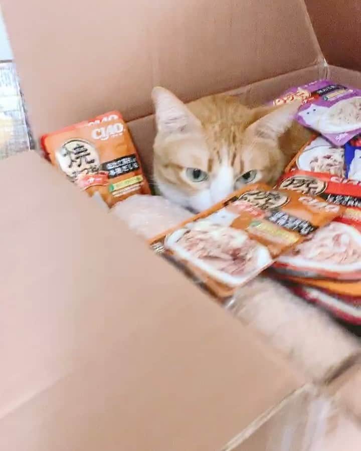 tamatamagoのインスタグラム