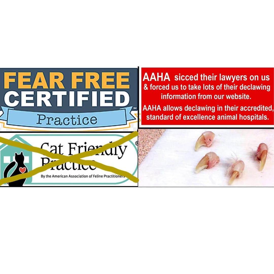 City the Kittyのインスタグラム：「Please let us know if you see this post! 🐾  We have some AWESOME news!😸 There's no longer a trifecta in veterinary organizations who allow declawing in their accredited vet clinics!🐾🐾🐾👏🏻 Yep, the folks at American Association of Feline Practitioners @catfriendlyhomes finally did the right thing and will no longer allow declawing in their CAT FRIENDLY PRACTICES!👍🏻🐾  Who do you think will be the next one to do the right thing? American Animal Hospital Association (AAHA) or @fearfreepets  Our guess is Fear Free.  While the ethical folks at AAFP were working on their extensive plan to help protect cats from this barbaric cat cruelty, AAHA was directing their lawyers to go after us and forced us to take down lots of their declawing info from our website. #WTF  😾😾😾😾😾😾😊😊😊😊 Yep, AAHA doesn't like that we are shining light on how many of their accredited animal hospitals make good money from performing this inhumane amputation procedure. #Greed  🐈🐾 This is important folks. VERY important. We should be able to shine light on all the ways the veterinary organizations address declawing.  We need your help in righting a wrong.  Please help us get to our fundraiser goal.  If 1400 of our followers donated $1 we would meet our goal. You can go to www.citythekitty.org and donate there. Please put City vs AAHA in the subject line.  Thank you so much! These VICTORIES are saving cats from this horrific amputation procedure! #aafp #CatVets #aahaaccredited #AAHA #bullies #cowards #fearfree #fearfreepets #catfriendly #catfriendlypractice #cats #stopdeclawing #Declawing #animalcruelty」