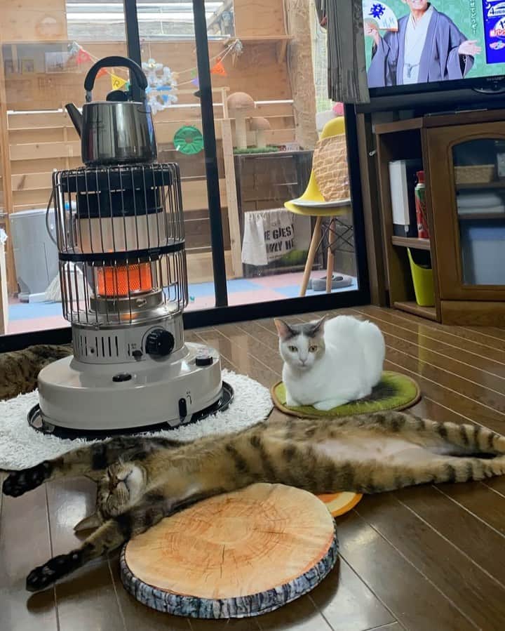のインスタグラム：「. . この時のバンくん、かなり長い時間この格好で爆睡していました🤣🤣. . . どーやったら動くか🤔⁉️. . . ご飯の音をシャカシャカとしたらイッパツでした🤣🤣🤣. . .  #ネコ#ねこのいる暮らし #シマホネコダスケ#シマホレスキュー #にゃんパシャコンテスト #オールウェル#キジトラ#へそ天 #ねこ#猫#ねこすたぐらむ #にゃんこ #にゃんすたぐらむ#猫好きな人と繋がりたい #保護猫 #ねこちゃんホンポ #ペコねこ部#朝わんこ夕にゃんこ #nyancon01 #にゃんこと過ごす冬2020 #catstagram#cats_of_instagram#catsofinstagram#kittycat #bestmeow#meow#cutepetclubs#club_of_cats#kitty」