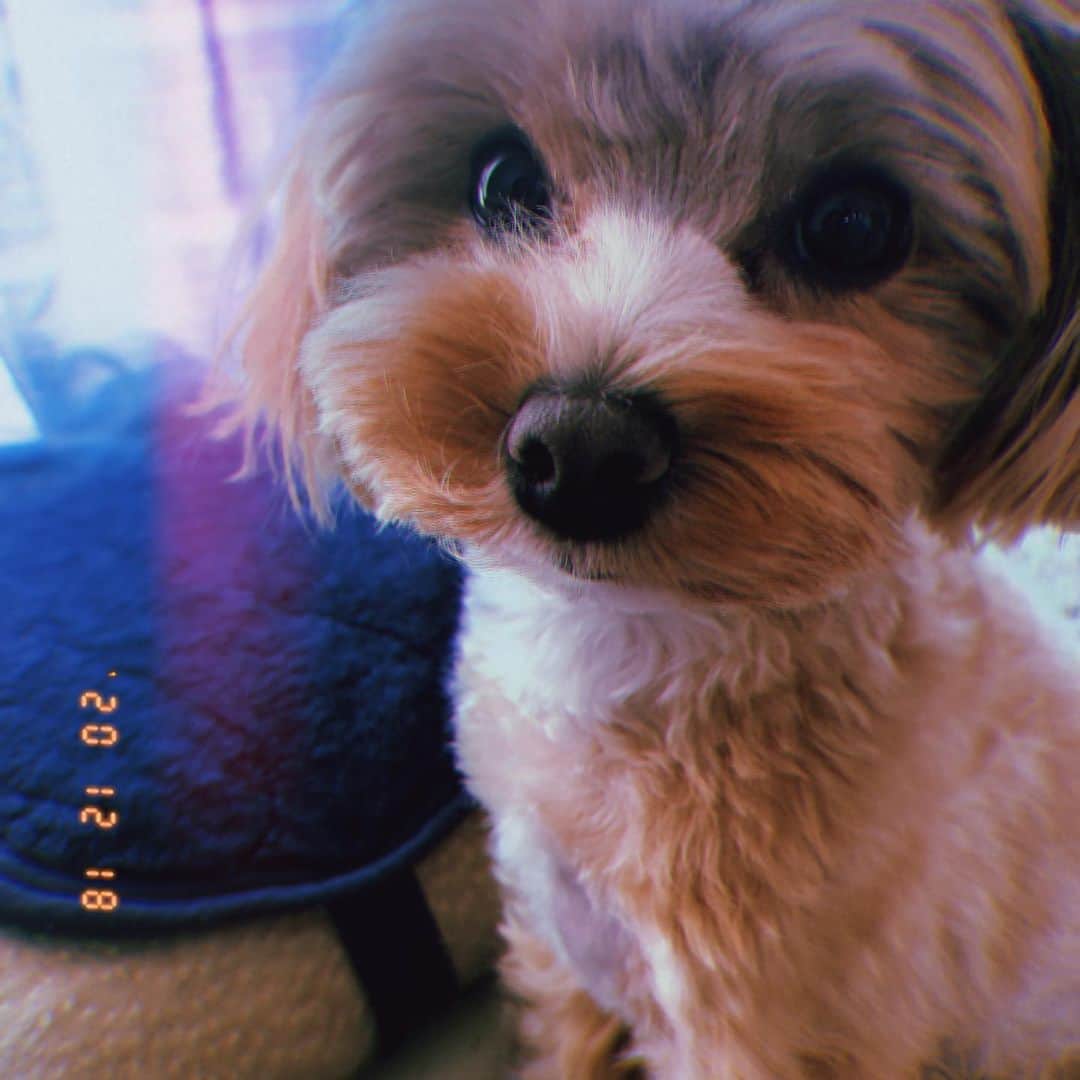木本夕貴のインスタグラム：「ずっとおじいちゃんスタイルだったモハが、 若返りました🥺 きゅーん！可愛い🥺🥺🥺💓💓💓  おかちゃんのこと、たくさんのメッセージありがとうございます✨ 我々は笑いながら、癌をぶっ飛ばしていく所存です。 どうかみんなも、おかちゃんのこと応援してあげてください！！！  癌に対してめっちゃオコなので、元気になってこの経験を必ずプラスに変えちゃおーーーっと！！  あと、ネットのニュースでわたしの変なツイートが載ってしまって、わたしの文章力のなさが露呈されて😫😫😫こんなかんじ。 まさかわたしのもチェックされてるなんて思ってもみなかった😫😫😫 がーん！  とにかく明るく元気に、おかちゃんの様子も少しずつお披露目していこうと思っています！！(おかちゃんと決めたんだー😆)  おかちゃんがんばれーーーーー！！！」