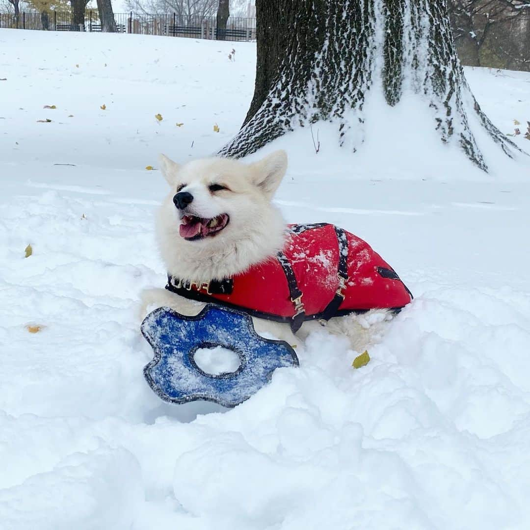 Winston the White Corgiさんのインスタグラム写真 - (Winston the White CorgiInstagram)「I belong in the North Pole」12月18日 12時15分 - winstonthewhitecorgi