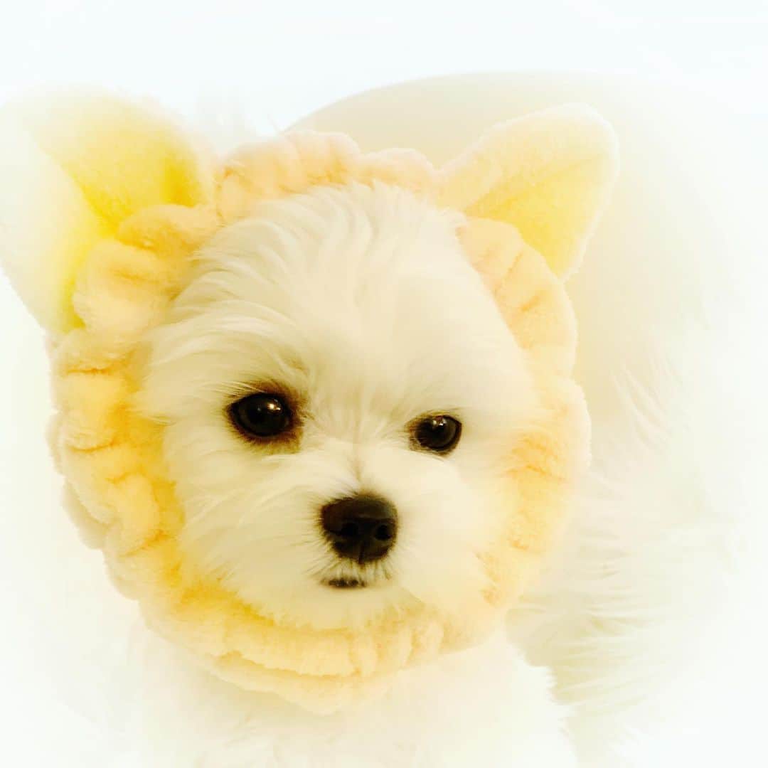 Kodie Bearさんのインスタグラム写真 - (Kodie BearInstagram)「🎀Somie💭I’m ready for a ‘ Facial’  wearing mommy’s spa🧖🏻‍♀️ headband 🎀」12月18日 12時17分 - kodietheyorkie
