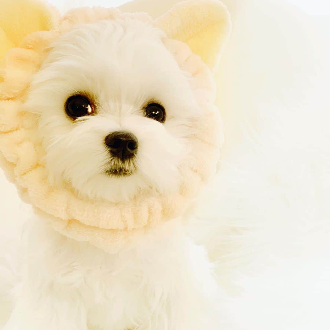 Kodie Bearさんのインスタグラム写真 - (Kodie BearInstagram)「🎀Somie💭I’m ready for a ‘ Facial’  wearing mommy’s spa🧖🏻‍♀️ headband 🎀」12月18日 12時17分 - kodietheyorkie