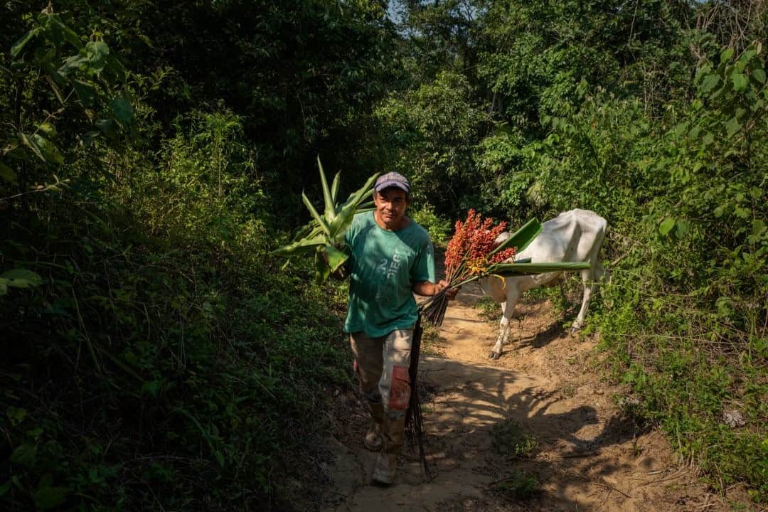National Geographic Travelさんのインスタグラム写真 - (National Geographic TravelInstagram)「Photo by @juancristobalcobo / A man carries a bouquet of freshly cut flowers at a natural reserve in San Jacinto, Bolivar, Colombia. The dry forest in this reserve is at risk of disappearing due to deforestation. But in the last few years, some locals have made great efforts to return to this once abandoned land to take charge and protect this ecosystem. #colombia #dryforest #conservation」12月18日 12時34分 - natgeotravel