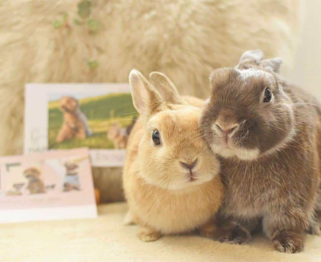 yun.ゆんのインスタグラム：「march.lemon🐻🍋＋cotton.💭 年賀状の無料お試しで2枚。 @sumaho_nenga  「スマホで写真年賀状」さんの アプリを使ってマーモントンの年賀状🐄作ってみました。 🐻🍋💭 . 簡単でとても綺麗な仕上がり。😆✨ . . 無料お試し刷りが18日今日までなので！ 年賀状作りまだの方はお試し…おすすめです。🐄✨ .  . ☆印刷代10％offクーポン「ks154584」 よかったら使ってください。🐄 . . ♪ ♪ ♪ #スマホで写真年賀状#年賀状#PR  #うさぎ#ウサギ#ネザーランドドワーフ#ZIP写真部#レモン#ふわもこ部#マーチ#多頭飼い#犬とうさぎ#犬#dog #rabbits#rabbitsofinstagram #rabbitstagram #petstagram #march#instapet#cutepetclub #instarabbit #bunnies #bunnylove #lapin #pecotv #WeeklyFluff #lemon #netherlanddwarf #dailyflufffeature#pecotv」