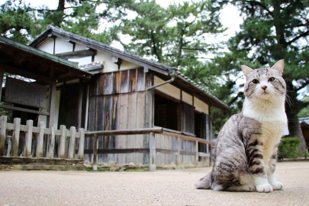 Nyankichi Noranekoさんのインスタグラム写真 - (Nyankichi NoranekoInstagram)「【ニャン吉の明治日本の産業革命遺産への旅 第一弾！萩エリア】  ⑤ 人を育てる達人！吉田松陰先生の松下村塾(しょうかそんじゅく)🏫  松下村塾とは・・・ 幕末期に、長州萩城下の松本村（現在の山口県萩市）で吉田松陰が主宰した私塾にゃり✏️😸  武士や町民など身分の隔てなく塾生を受け入れていたそうで・・・ 木造瓦葺き平屋建ての50㎡ほどの小舎で、吉田松陰が指導したわずか1年余りの間に明治維新の原動力となり、明治新政府で活躍した多くの逸材を育てました。 松陰が逸早く工業の教育の必要を説き、工業の発展に尽力する人材を育成したという理由から、明治日本の産業革命遺産に加えられました。  著名な門下生は、久坂玄瑞、高杉晋作、伊藤博文、山県有朋、山田顕義、品川弥二郎など。  こんなご時世だからこそ、志と行動力の人！吉田松陰の魂に触れてみてはいかがにゃり。 @oidemase_yamaguchi  @hagi_burari  @hagi_tabi  @meiji_industrial_heritage  猫 #cat #고양이 #แมว #貓 #кошка #wats #chat #ニャンスタグラム #gato #catsofinstagram #ねこ部 #旅猫 #cats #japan #猫写真 #ねこ #seekor #ネコ #kitty #パトロール #kucing #kucinglucu #世界文化遺産 #明治日本の産業革命遺産 #世界遺産登録5周年 #松下村塾 #吉田松陰 #萩市 #山口県 #山口」12月18日 12時54分 - noraneko_nyankichi