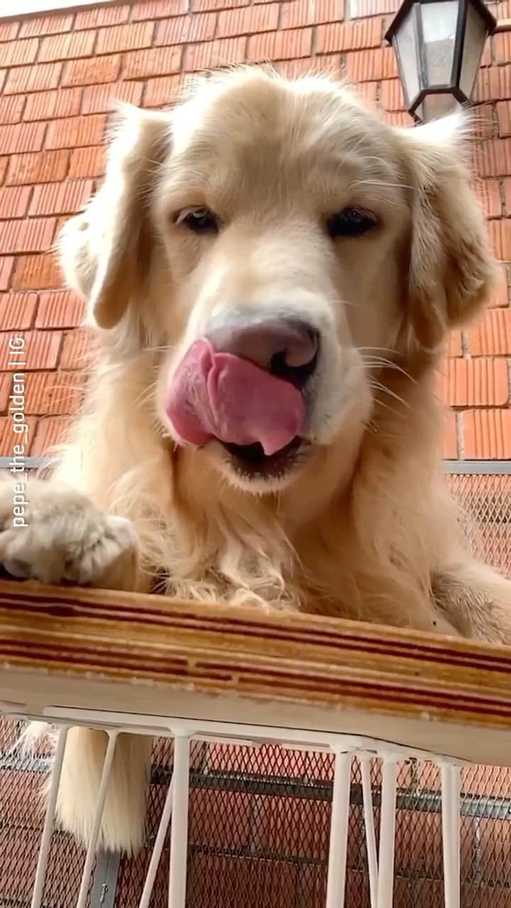 のインスタグラム：「"Can you touch your nose with your tongue? 😋😋😋” 📹 @pepe_the_golden - Want to get featured like him? Join “The Barked Club” on FACEBOOK and post something now! 👉 barked.com - #TheBarkedClub #barked #dog #doggo #GoldenRetriever」