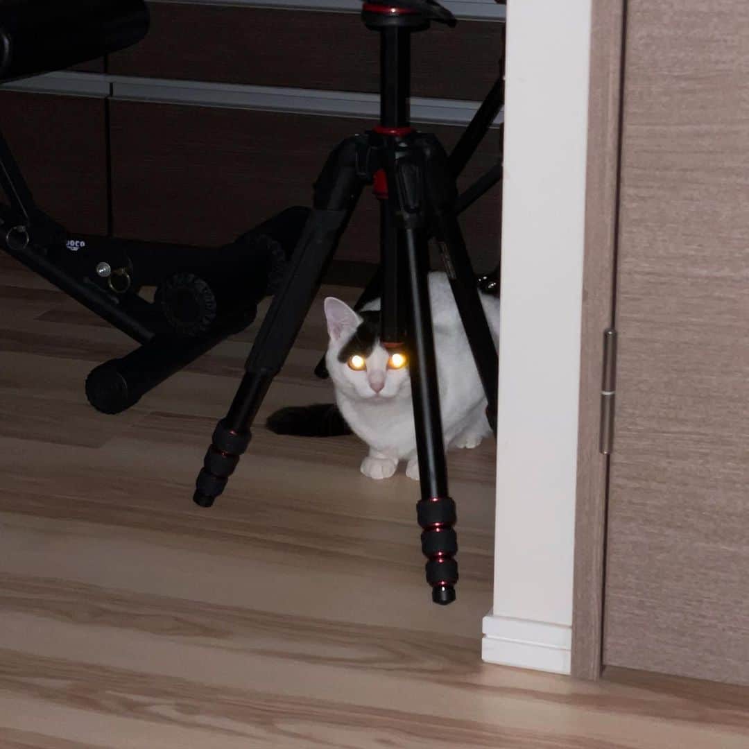 KAZUYAのインスタグラム：「今日のにゃんこ89。 暗闇に潜むポコちゃんを撮影したら目が光って面白い🤣 ベガかな？ #猫 #猫のいる暮らし #cat」