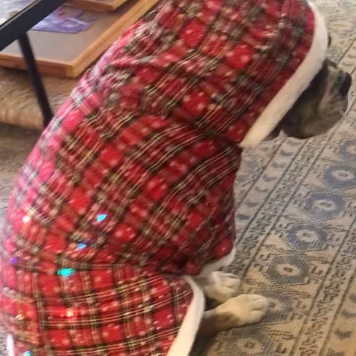 ジューン・ダイアン・ラファエルのインスタグラム：「Sgt Meatball takes the holidays.」