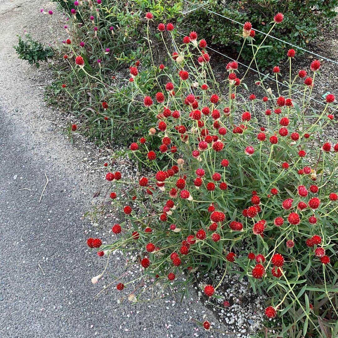 林映唯さんのインスタグラム写真 - (林映唯Instagram)「隨手拍的花花草草」12月18日 13時20分 - patricia_meimei