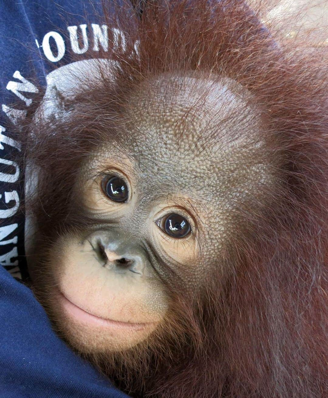 OFI Australiaさんのインスタグラム写真 - (OFI AustraliaInstagram)「We are so pleased to introduce you to the latest addition to our foster program … baby orphan Crystal. Crystal was rescued and brought to the OFI Care Centre when she was barely a year old. With a thick head of hair and a face full of attitude, we are all totally in love with tiny little Crystal. She is still at a very vulnerable age and needs all the love and attention we can give her.  With Christmas just around the corner, fostering Crystal in the name of your loved one would be a lovely gift 🧡🎄  You can foster Crystal by visiting our website. The link is in our bio.  NB - We will send your digital foster kit within 24 hours of receiving your order in plenty of time for Christmas.  ______________________________ 🦧 OFIA Founder: Kobe Steele kobe@ofiaustralia.com  OFIA Patron: Dr Birute Galdikas @drbirute @orangutanfoundationintl @orangutan.canada www.orangutanfoundation.org.au 🦧 🧡 🦧」12月18日 13時29分 - ofi_australia