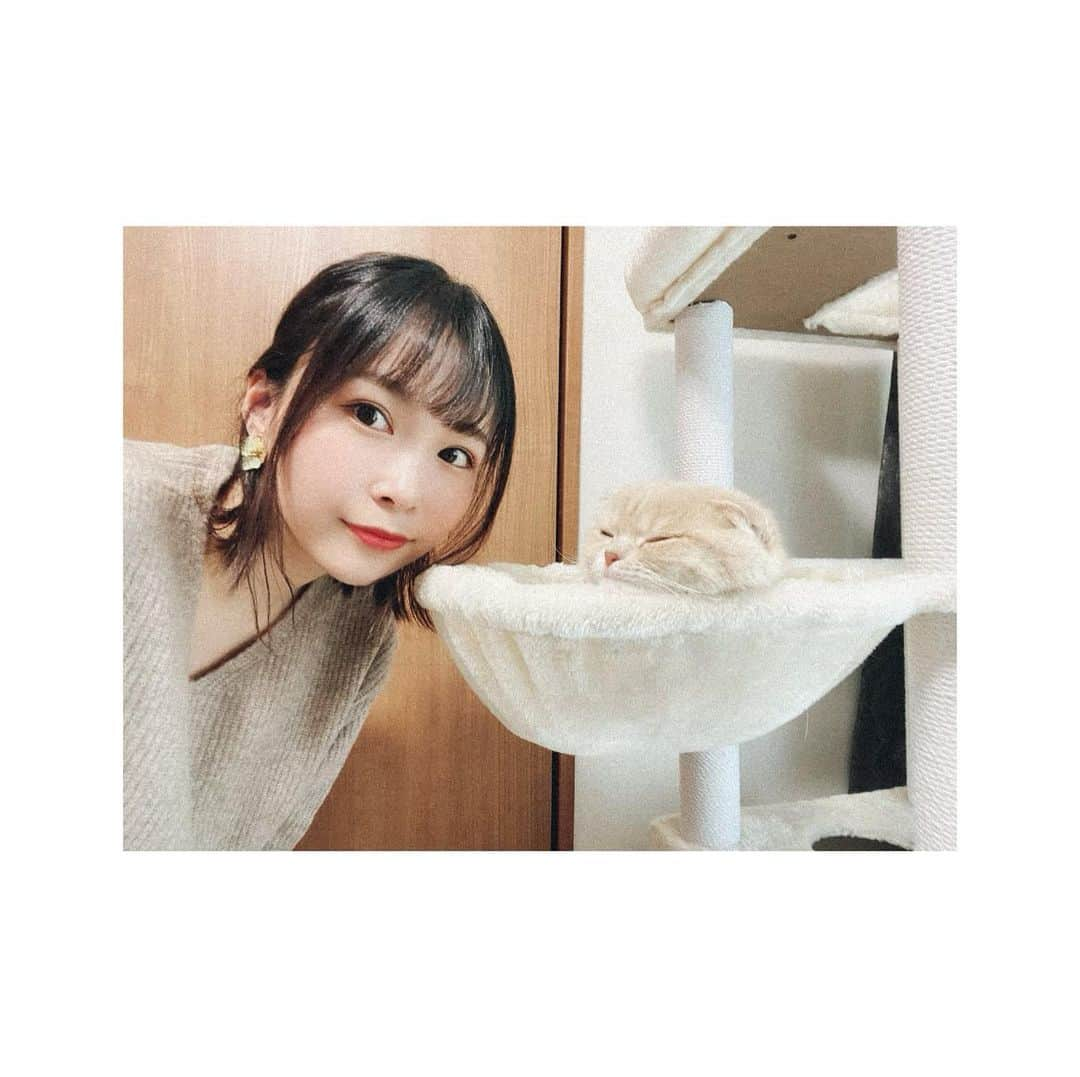 河合あすなさんのインスタグラム写真 - (河合あすなInstagram)「#愛猫 #こぶちゃん #スコティッシュフォールド」12月18日 13時35分 - kawai__asuna