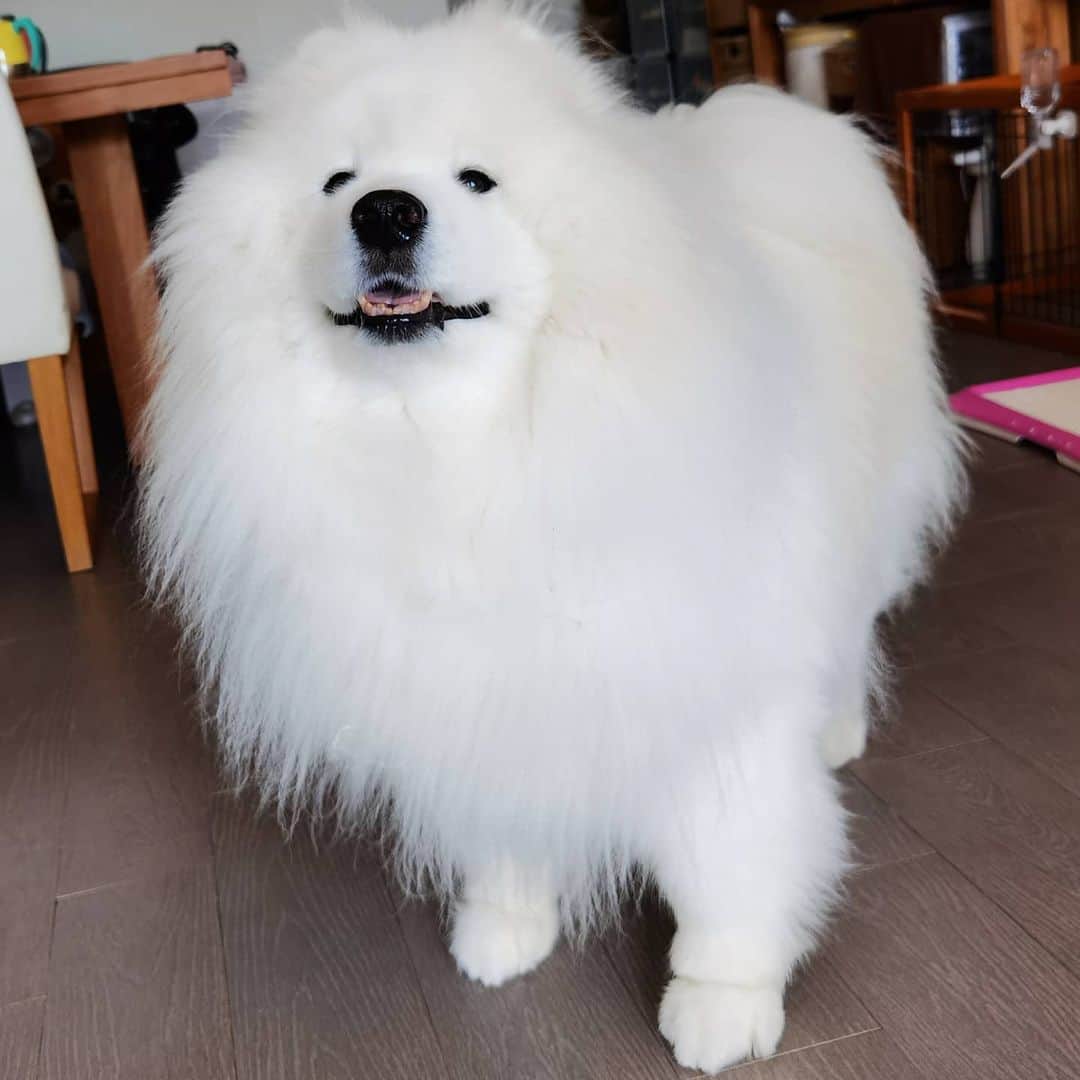 のインスタグラム：「😘😘😘 #cute #dog #doglover #dogsofinstagram #dogoftheday #dogofthedayjp #dogstagram #fluffy #hkig #hongkong #ilovemydog #instadog #instagood #instamood #instagraphy #instapic #samoyedoninstagram #pet #petlovers #petsofinstagram #petstagram #photooftheday #puppy #pupsofinstagram #samoyed #samoyedsofinstagram #webstagram #犬 #サモエド」