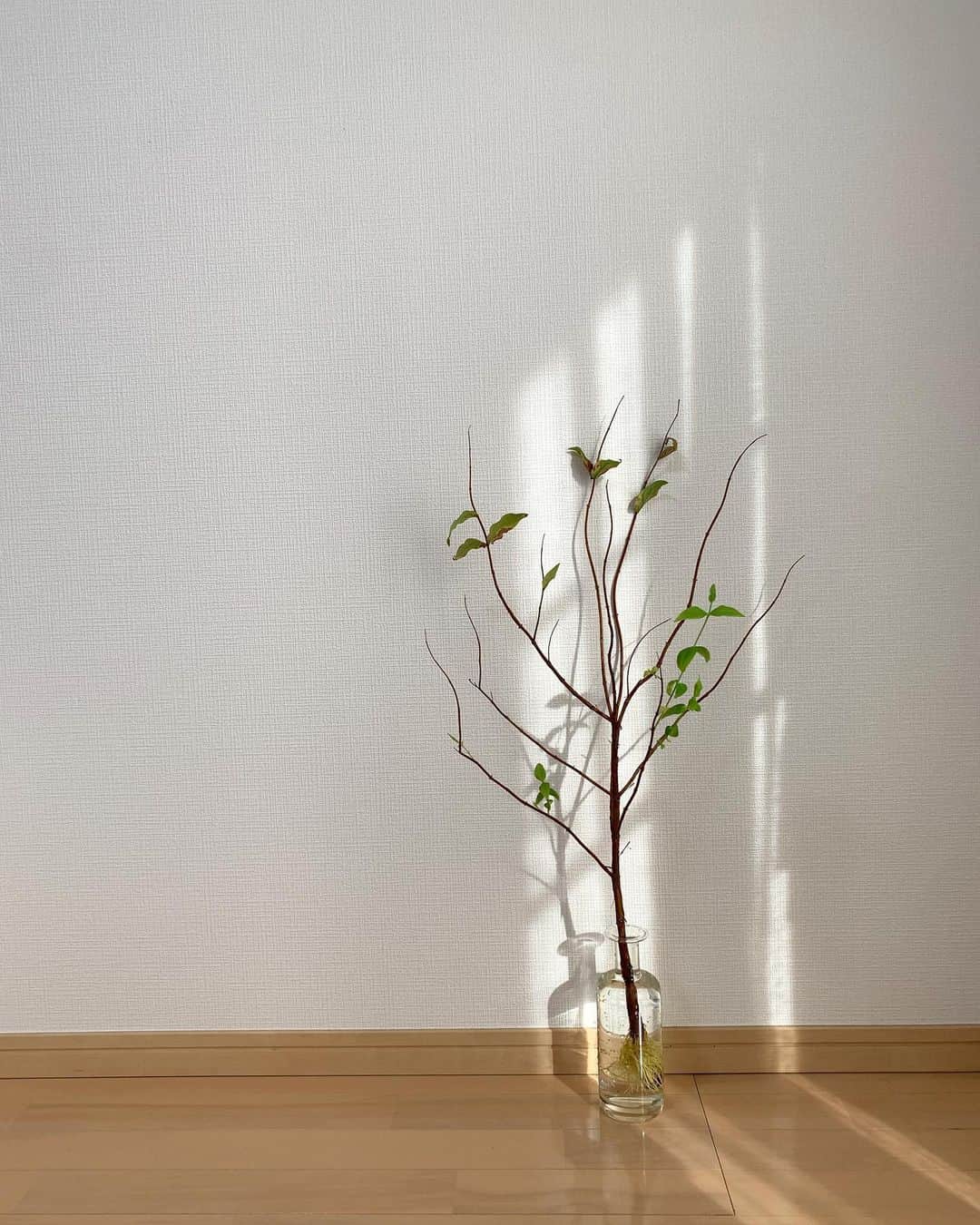 泉見祐希のインスタグラム：「枯れた枝から新しいグリーン🌿💫」