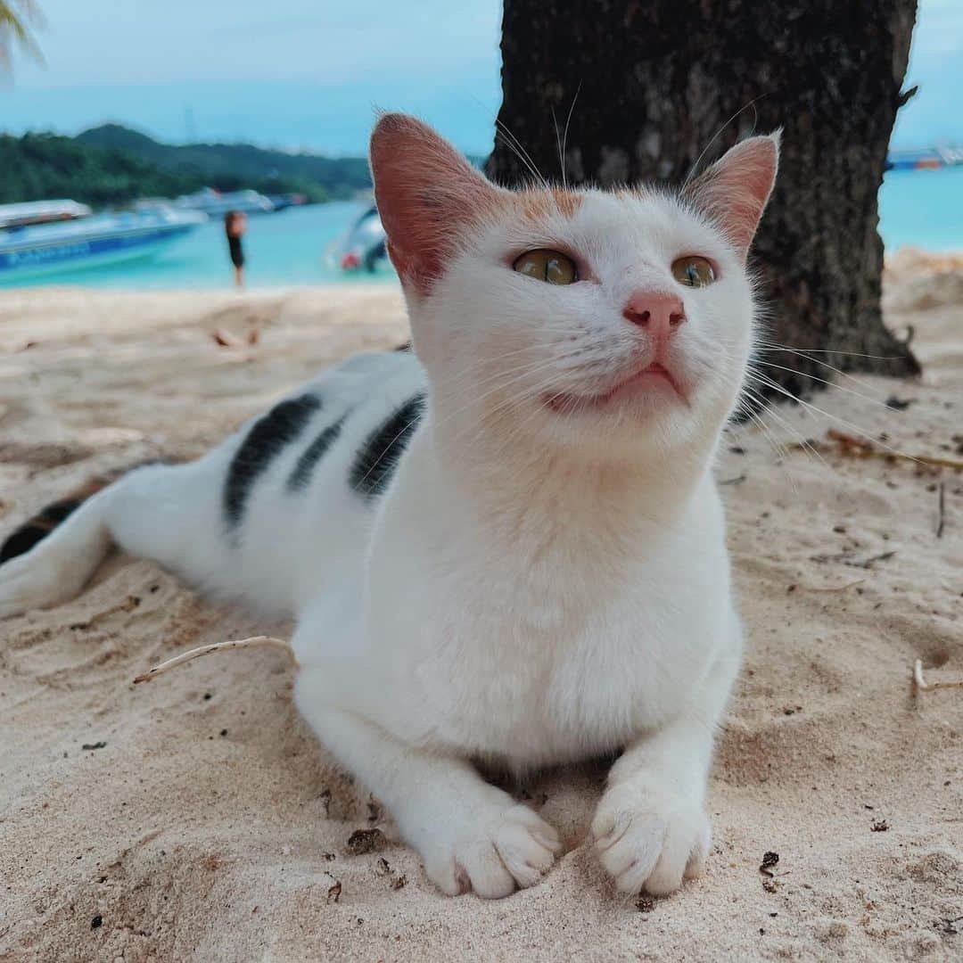 のインスタグラム：「Babyyyy cat du du dudu dudu🐱」